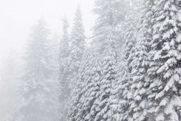 USA, California, Oakhurst Fir trees in snowfall